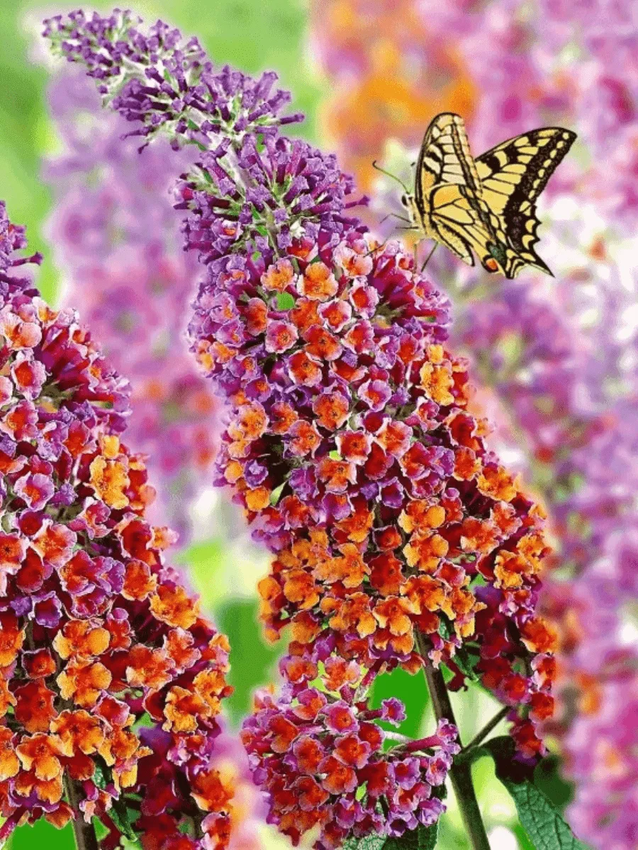 Буддлея красно-желтая Flower Power