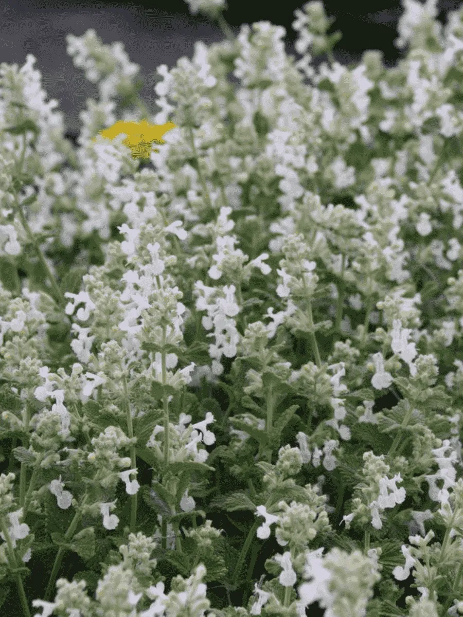 Котовник кистевидный Alba