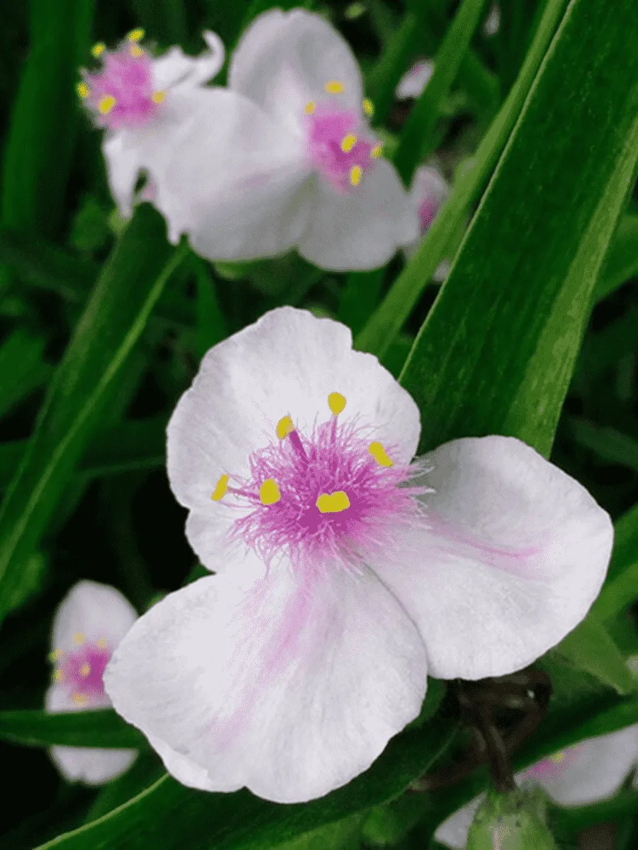 Традесканция Арендса Temptation