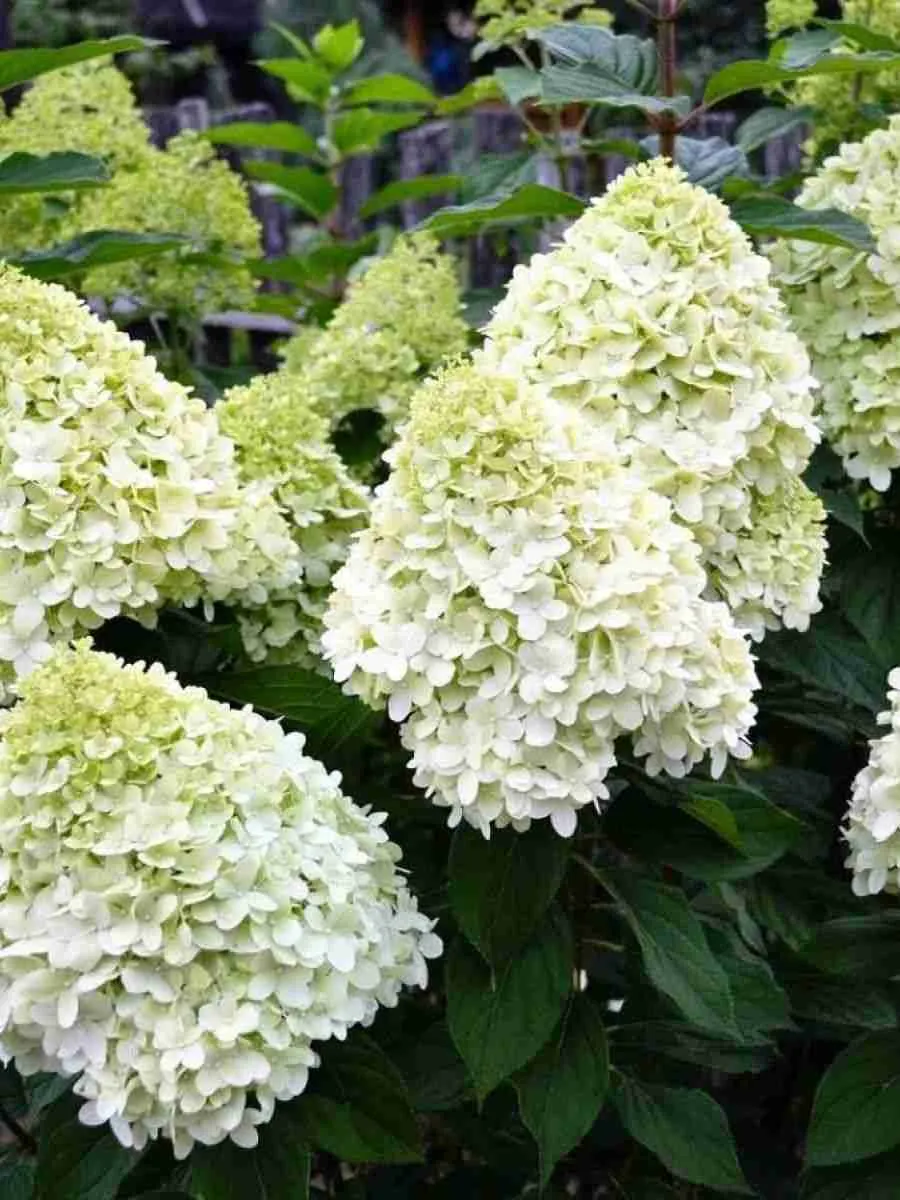 Гортензия метельчатая Hercules