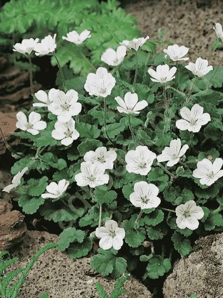 Аистник изменчивый Bishop's White