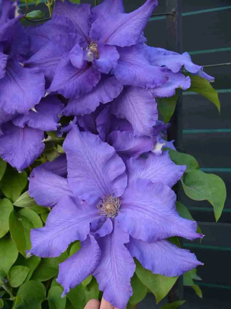 Клематис гибридный Baltyk Клематис гибридный Baltyk