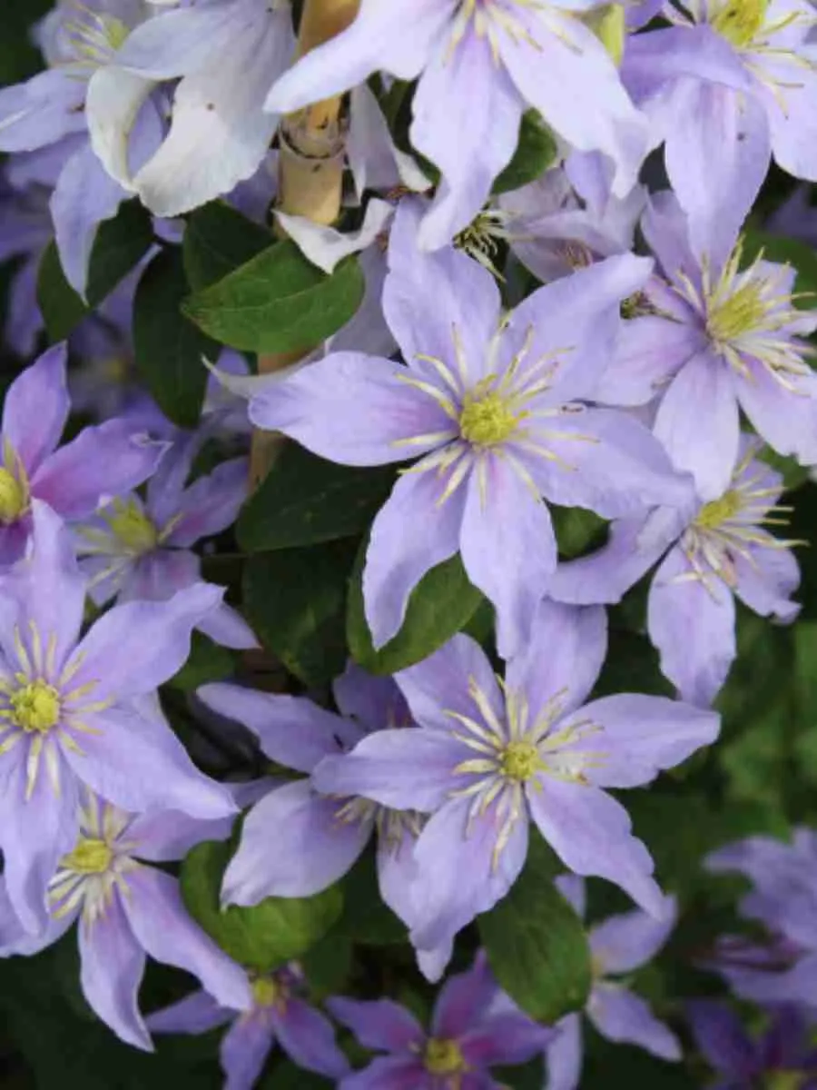 Клематис Justa