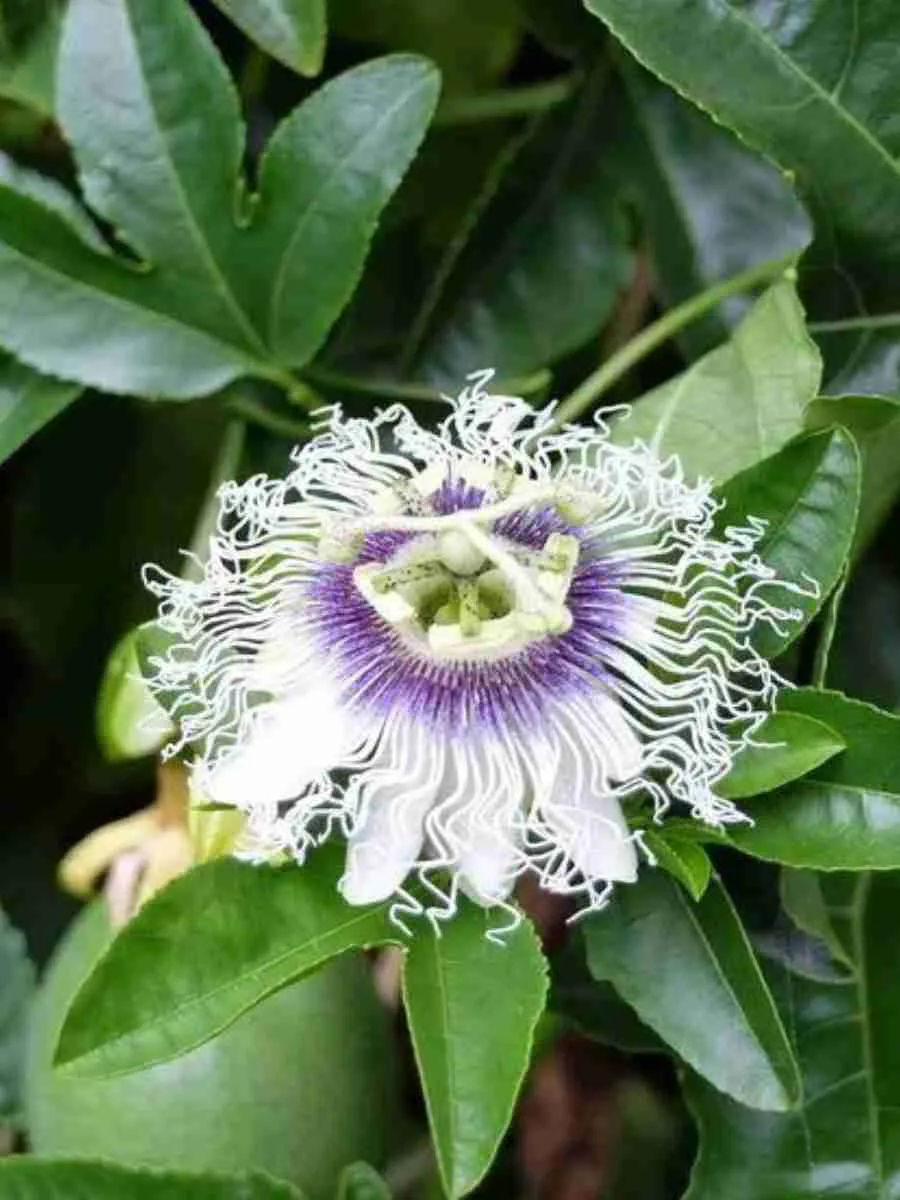 Маракуйя съедобная Avalanche