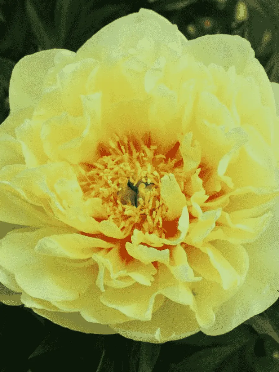 Пион ИТО Yellow Waterlily