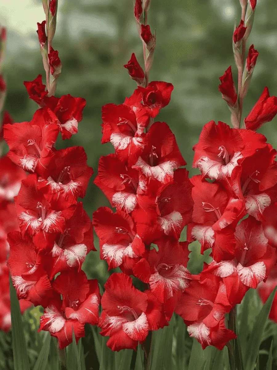 Гладиолус  Helvetia