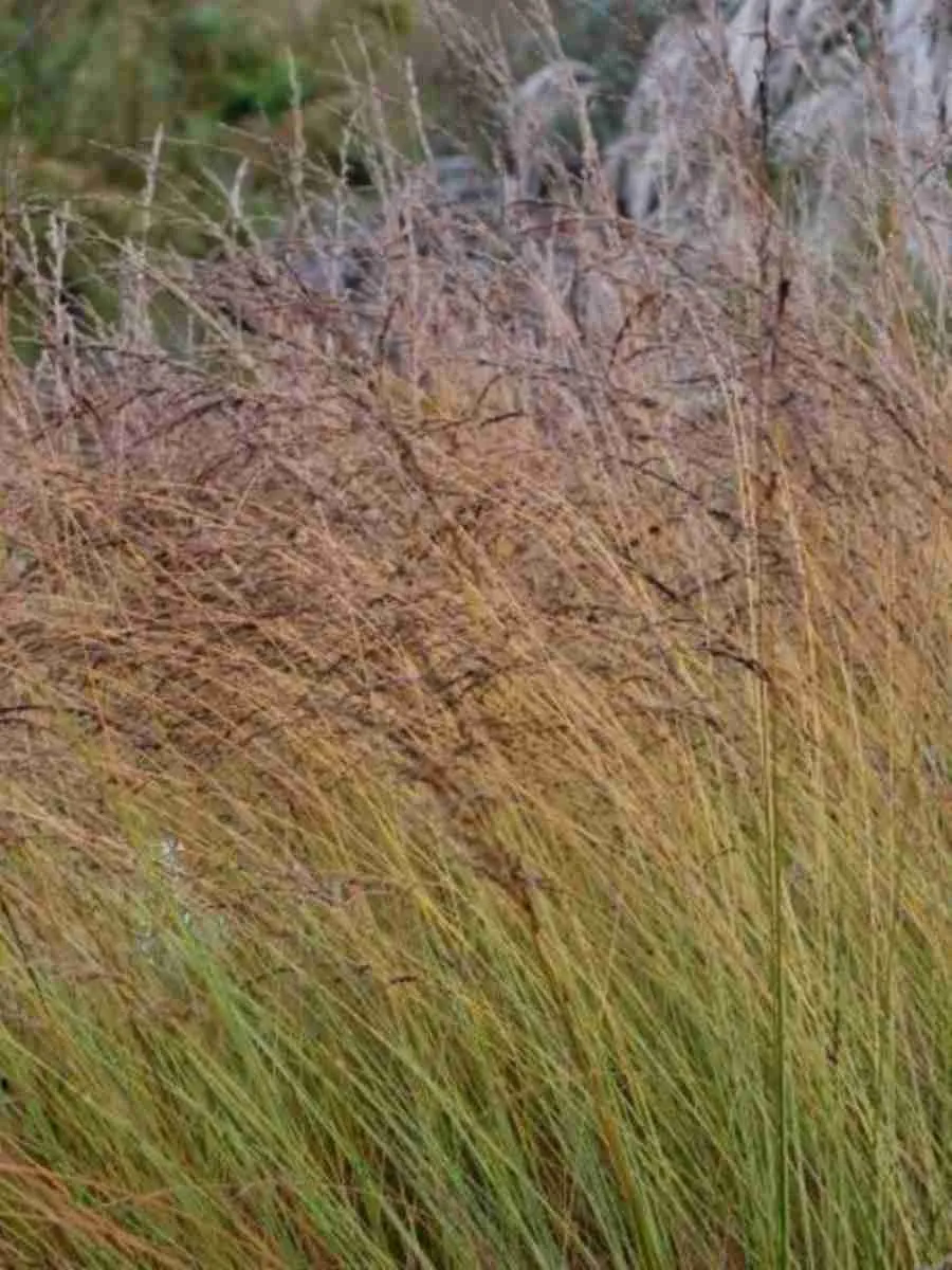 Молиния голубая Windsaule Молиния голубая Windsaule