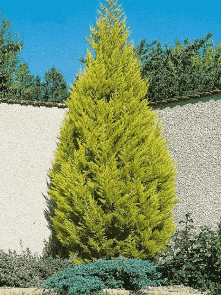 Кипарис крупноплодный Goldcrest Кипарис крупноплодный Goldcrest