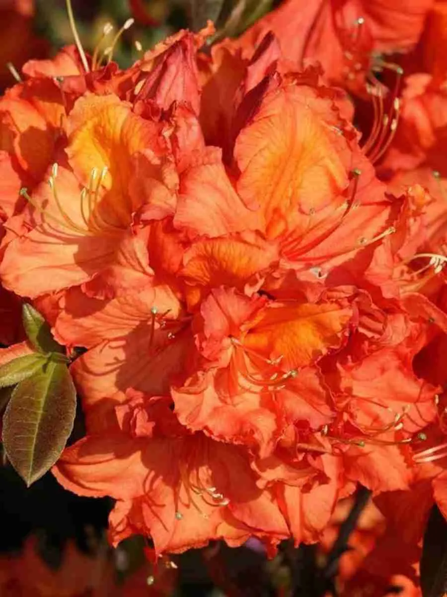 Азалия крупноцветковая Apricot Азалия крупноцветковая Apricot