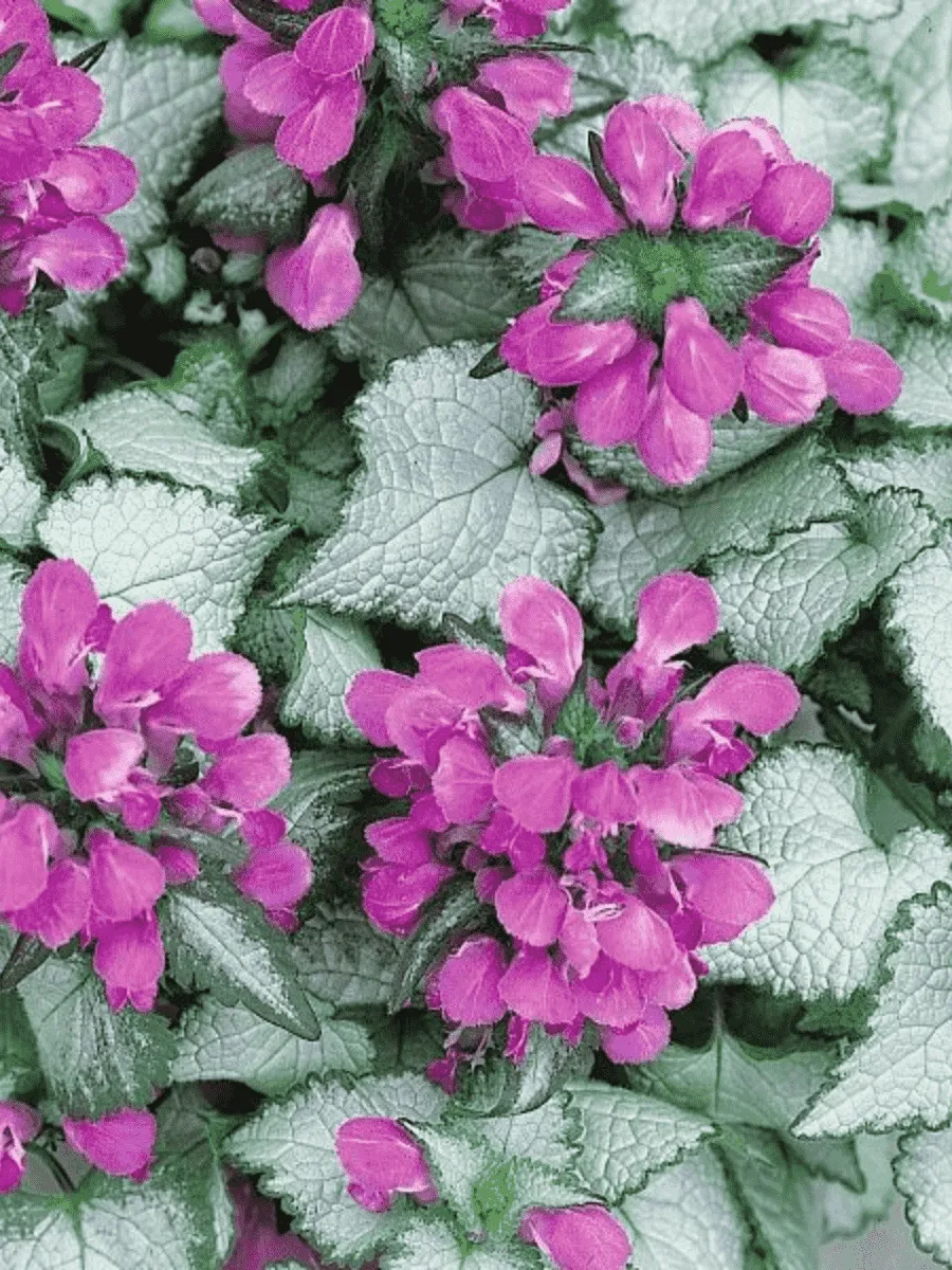 Яснотка Яснотка