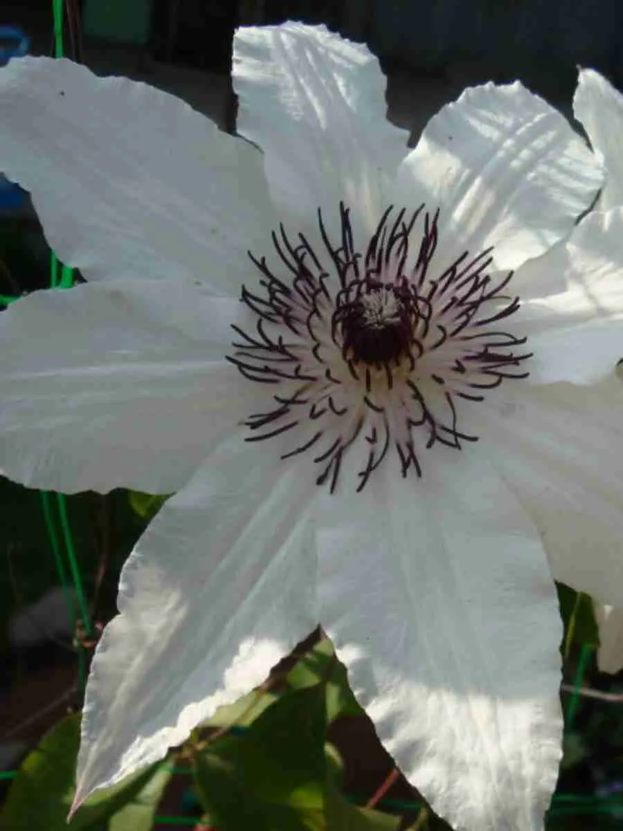 Клематис гибридный Matka Urszula Ledóchowska