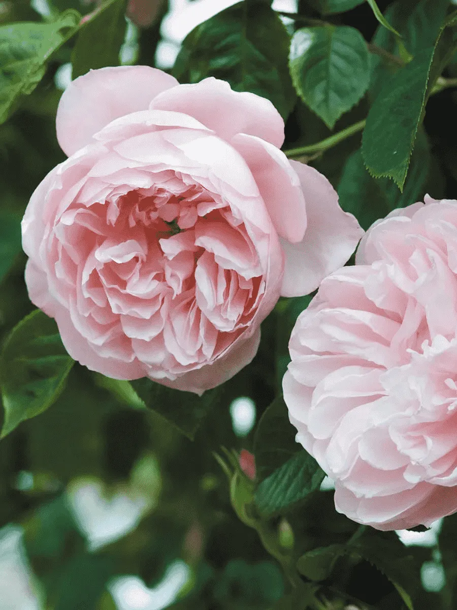 Роза Английская кустовая The Generous Gardener