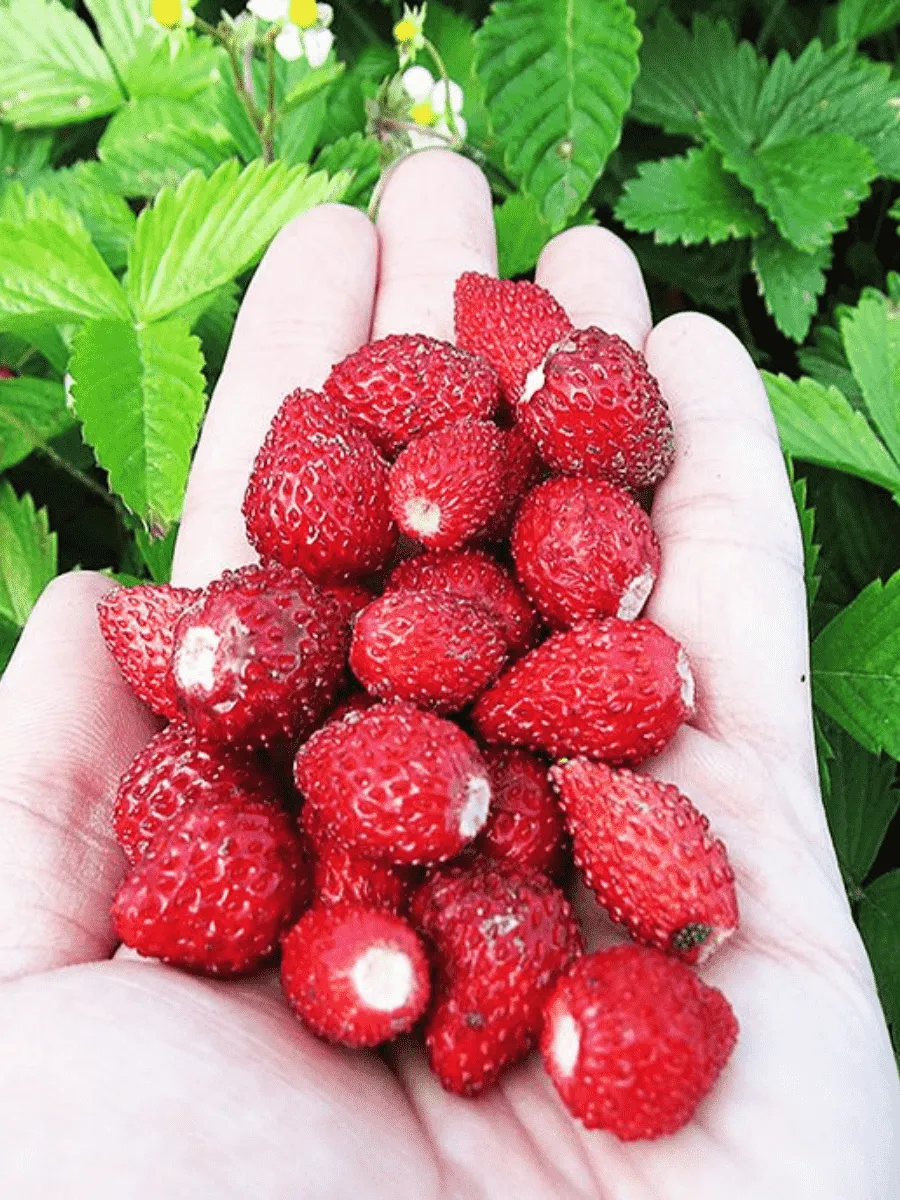 Земляника лесная Ali-Baba