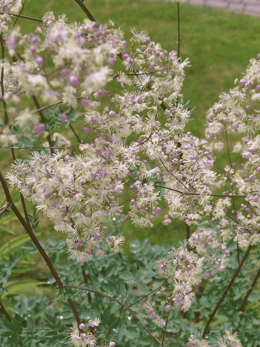 Василистник гибридный Elin