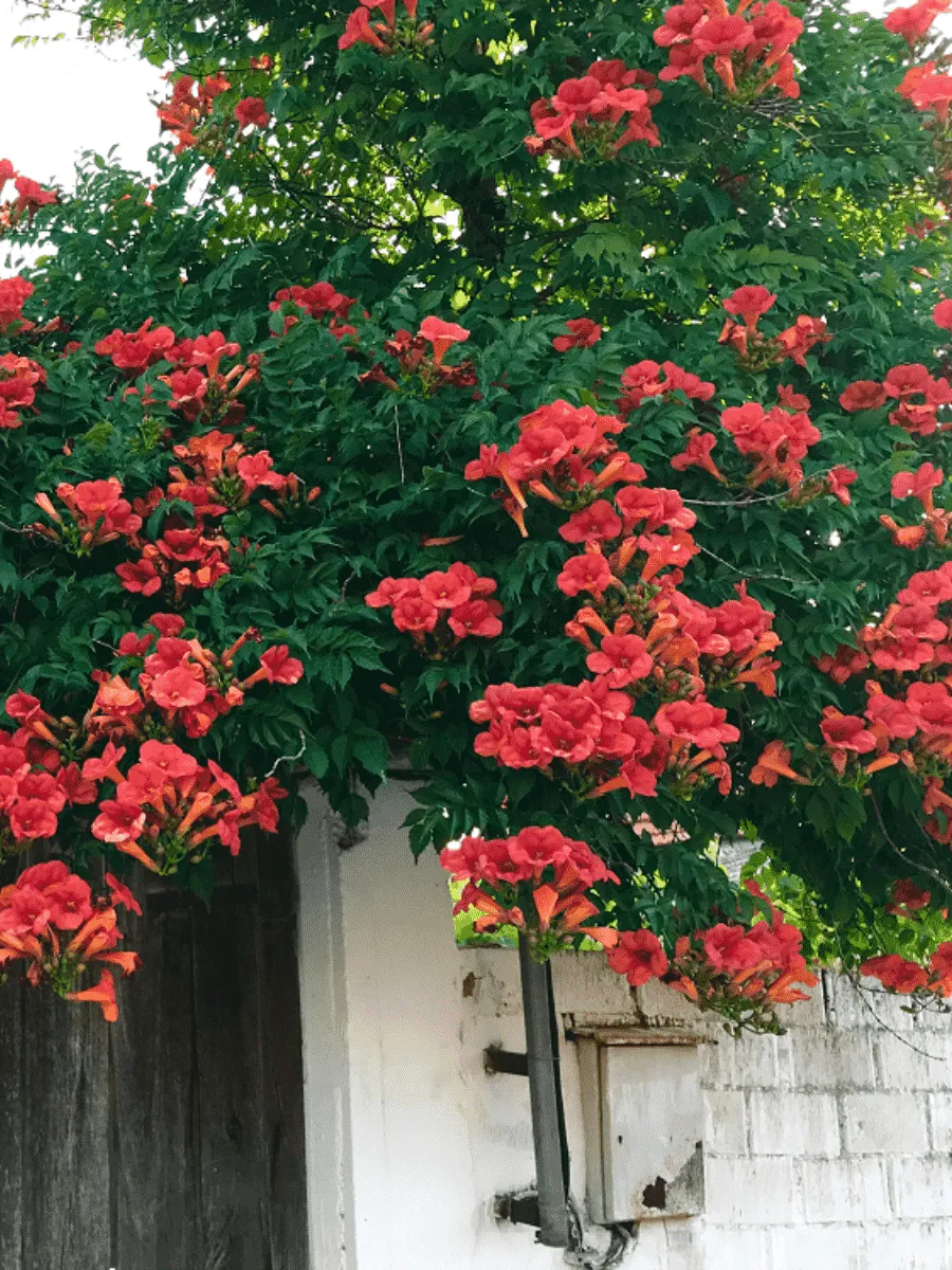 Кампсис укореняющийся Flamenco Кампсис укореняющийся Flamenco
