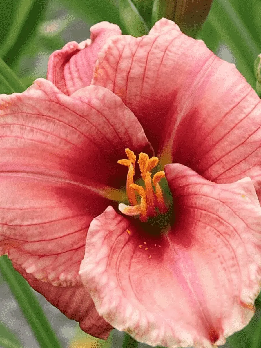 Лилейник Siloam Ribbon Candy