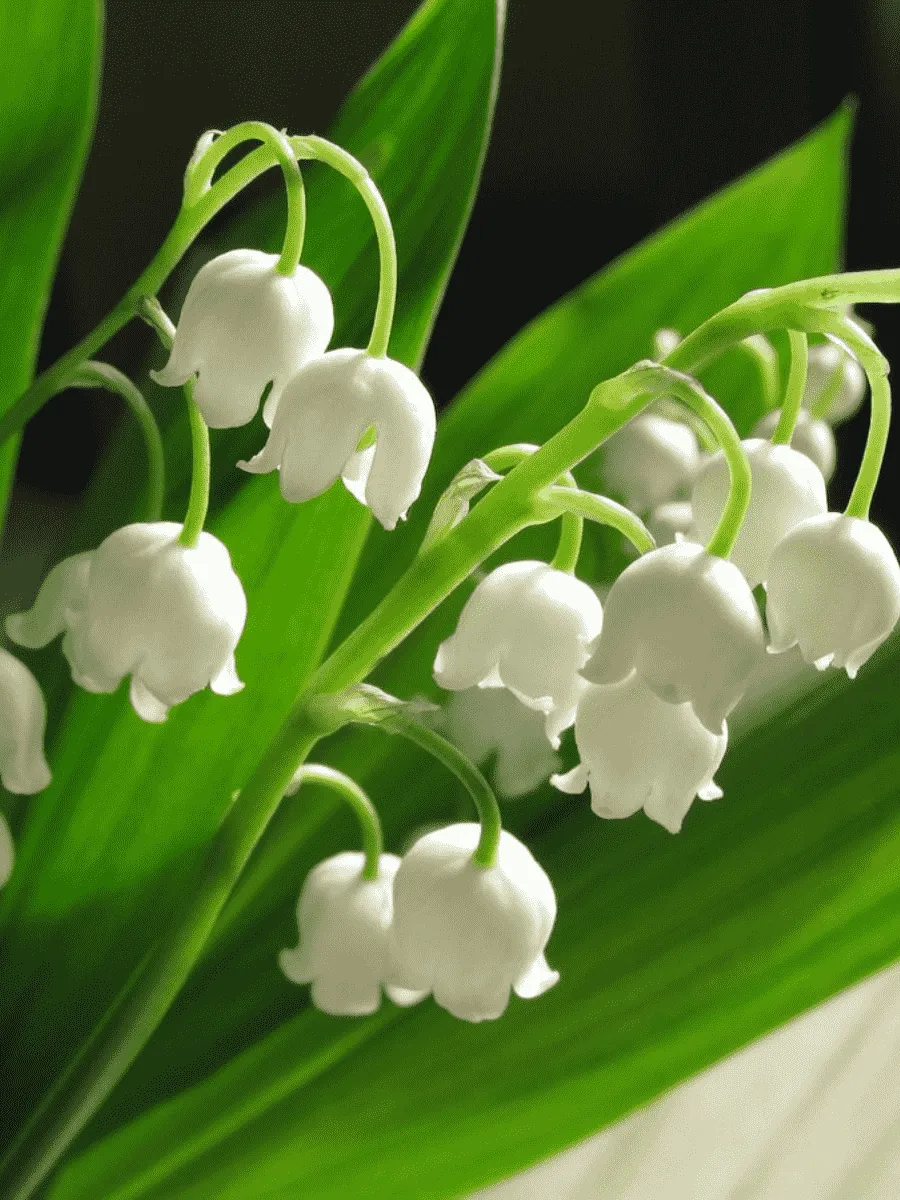 Ландыш Ландыш