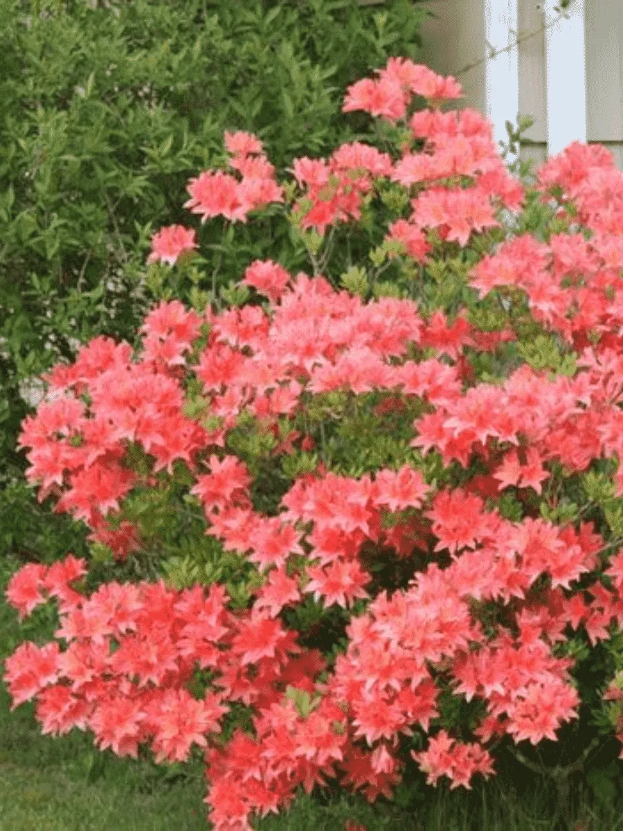 Рододендрон японский розовый