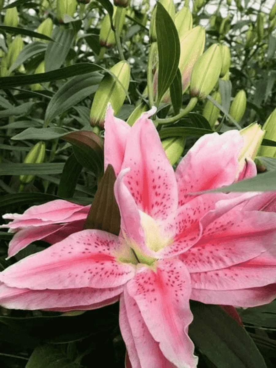 Лилия Roselily Viola (=Vanessa)