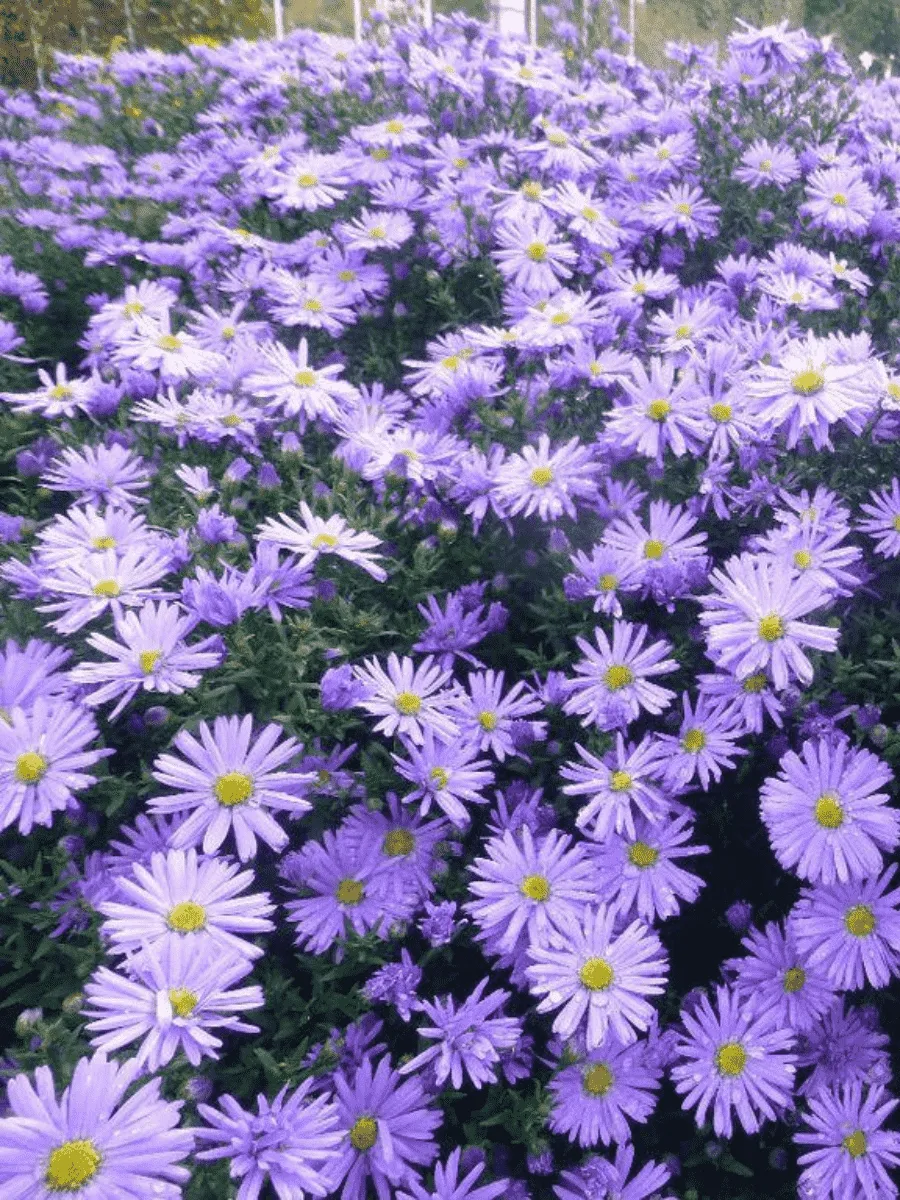 Астра кустарниковая Professor Anton Kippenberg