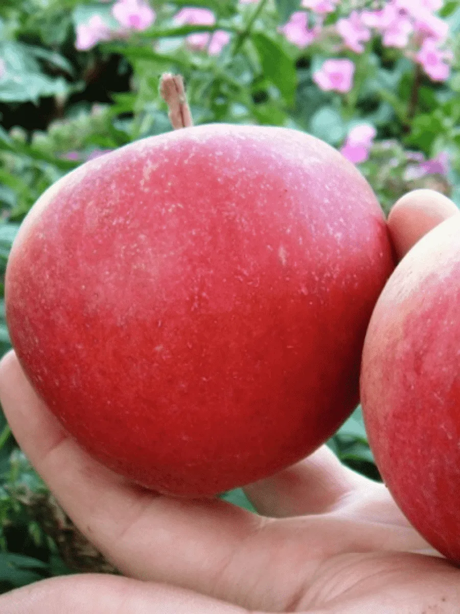 Яблоня Красавица сада Яблоня Красавица сада