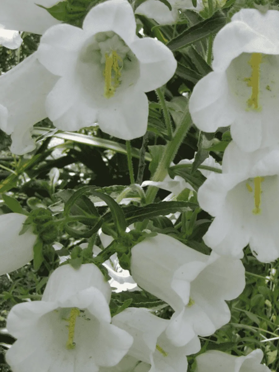 Колокольчик средний Кампана Вайт