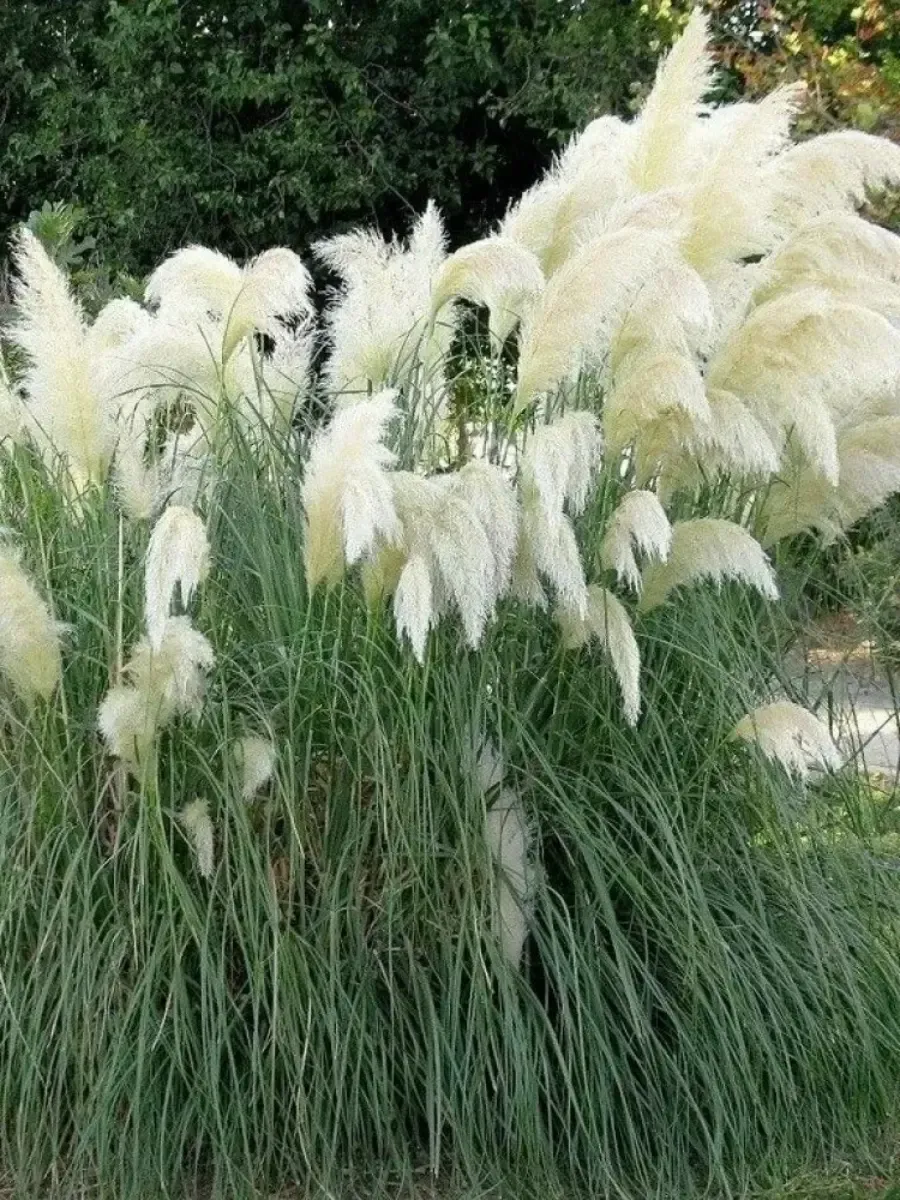 Кортадерия Cелло White Feather Кортадерия Cелло White Feather