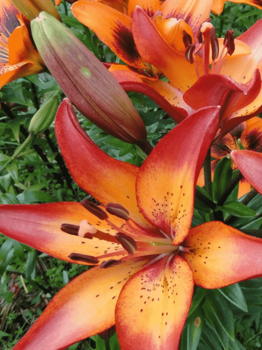 Лилия Royal Sunset