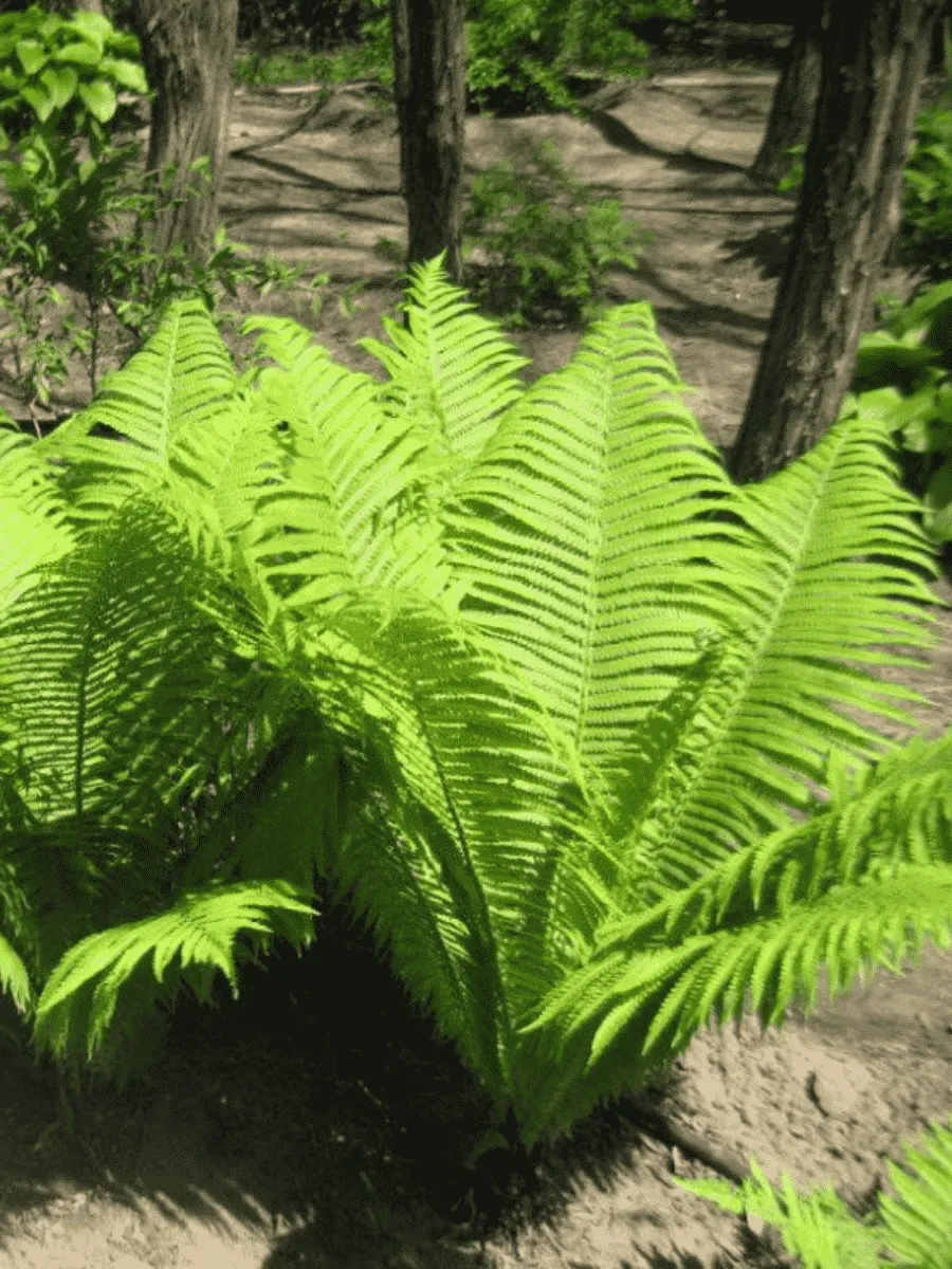 Страусник обыкновенный