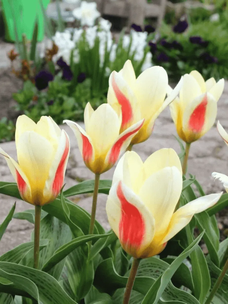 Тюльпан ботанический Johann Strauss