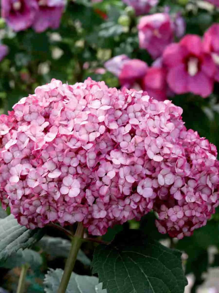 Гортензия древовидная Bella Ragazza Mauvette