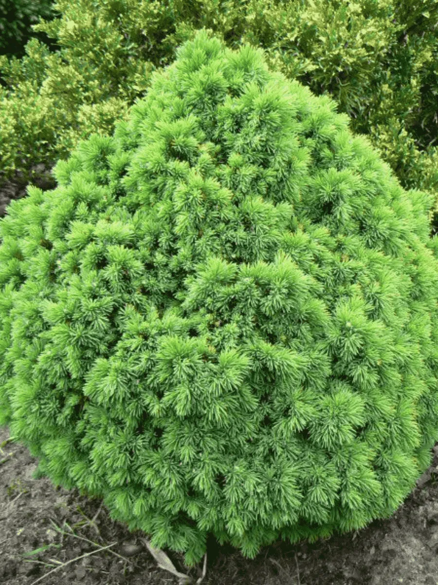 Ель канадская Alberta Globe Ель канадская Alberta Globe