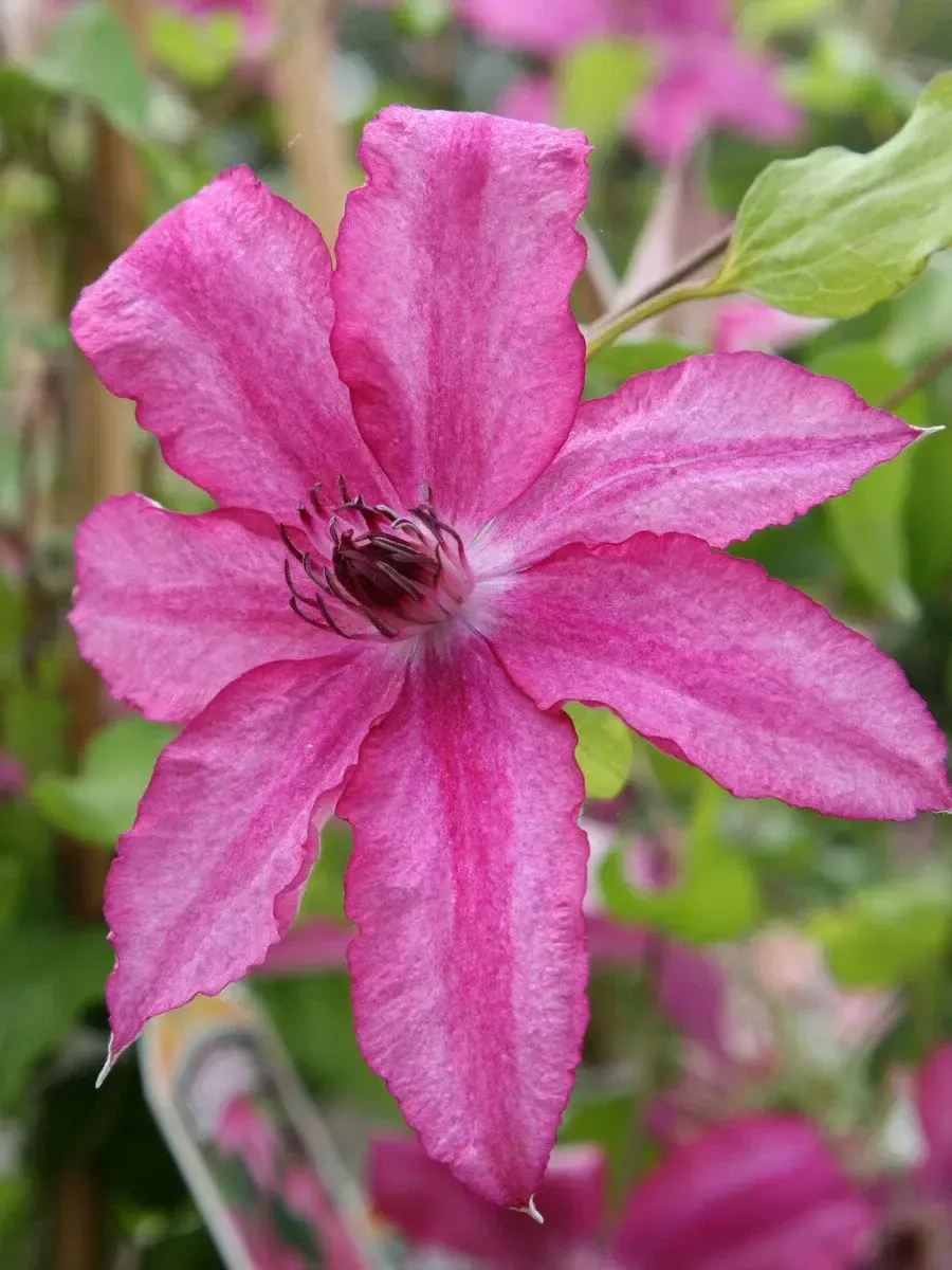 Клематис гибридный Barbara Dibley