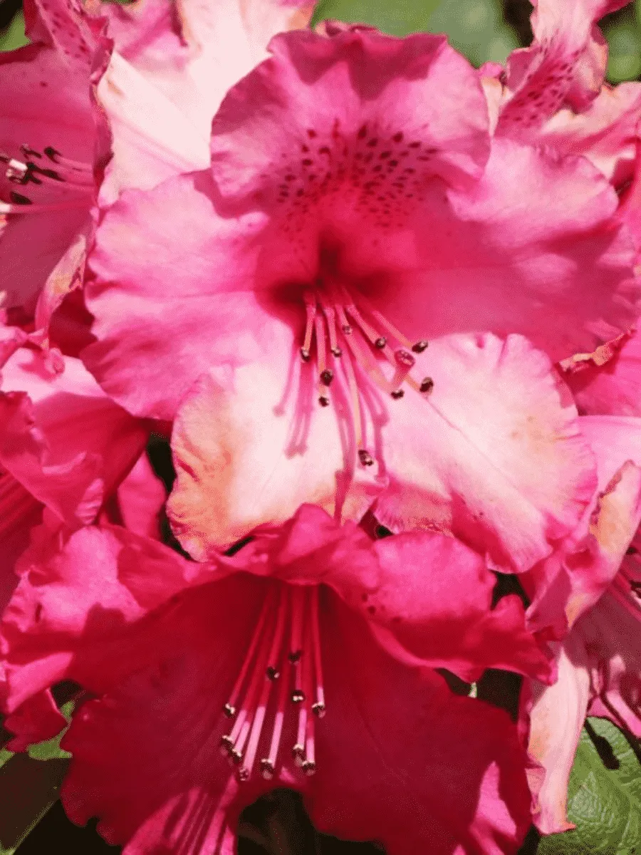 Рододендрон гибридный Andantino