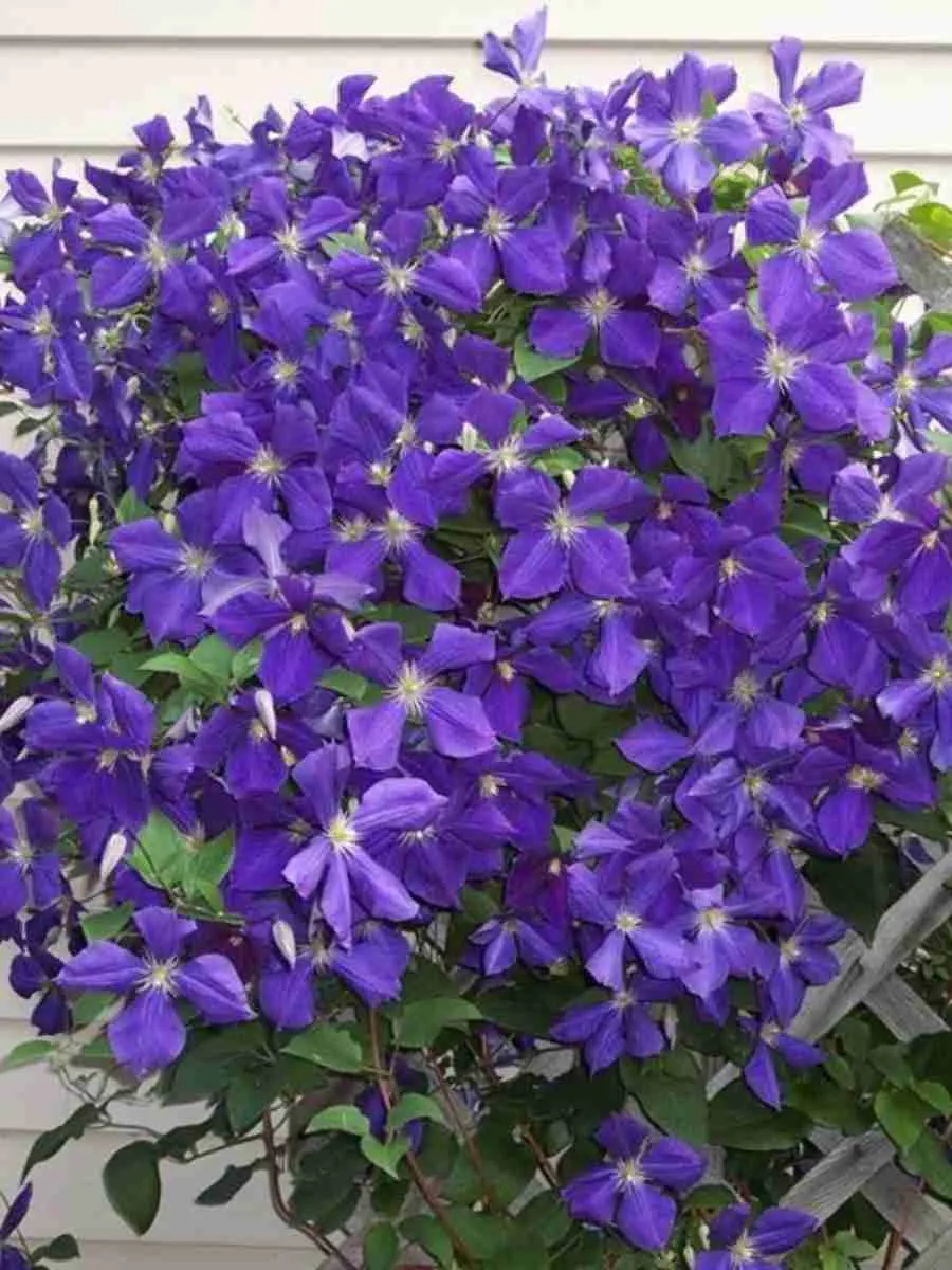 Клематис Jackmanii