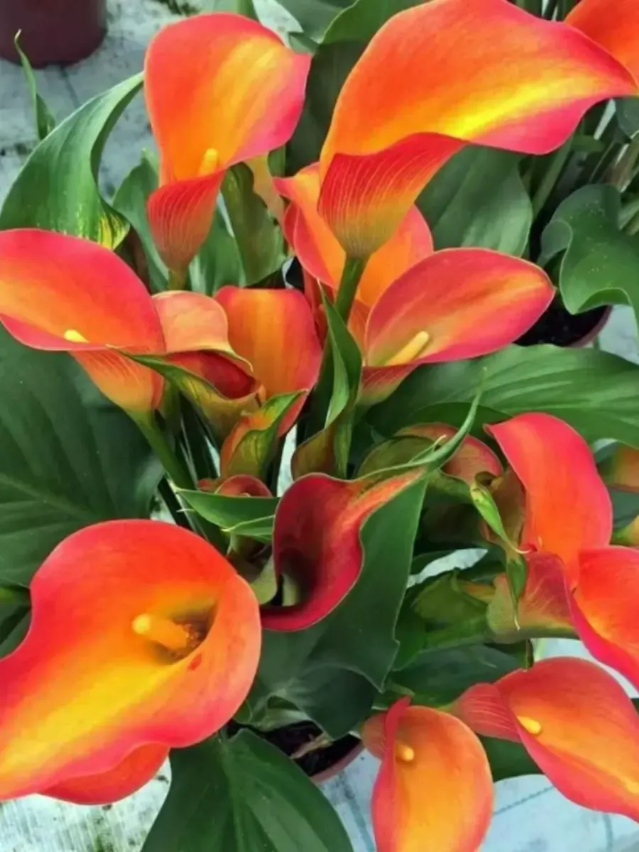 Калла Orange Pride