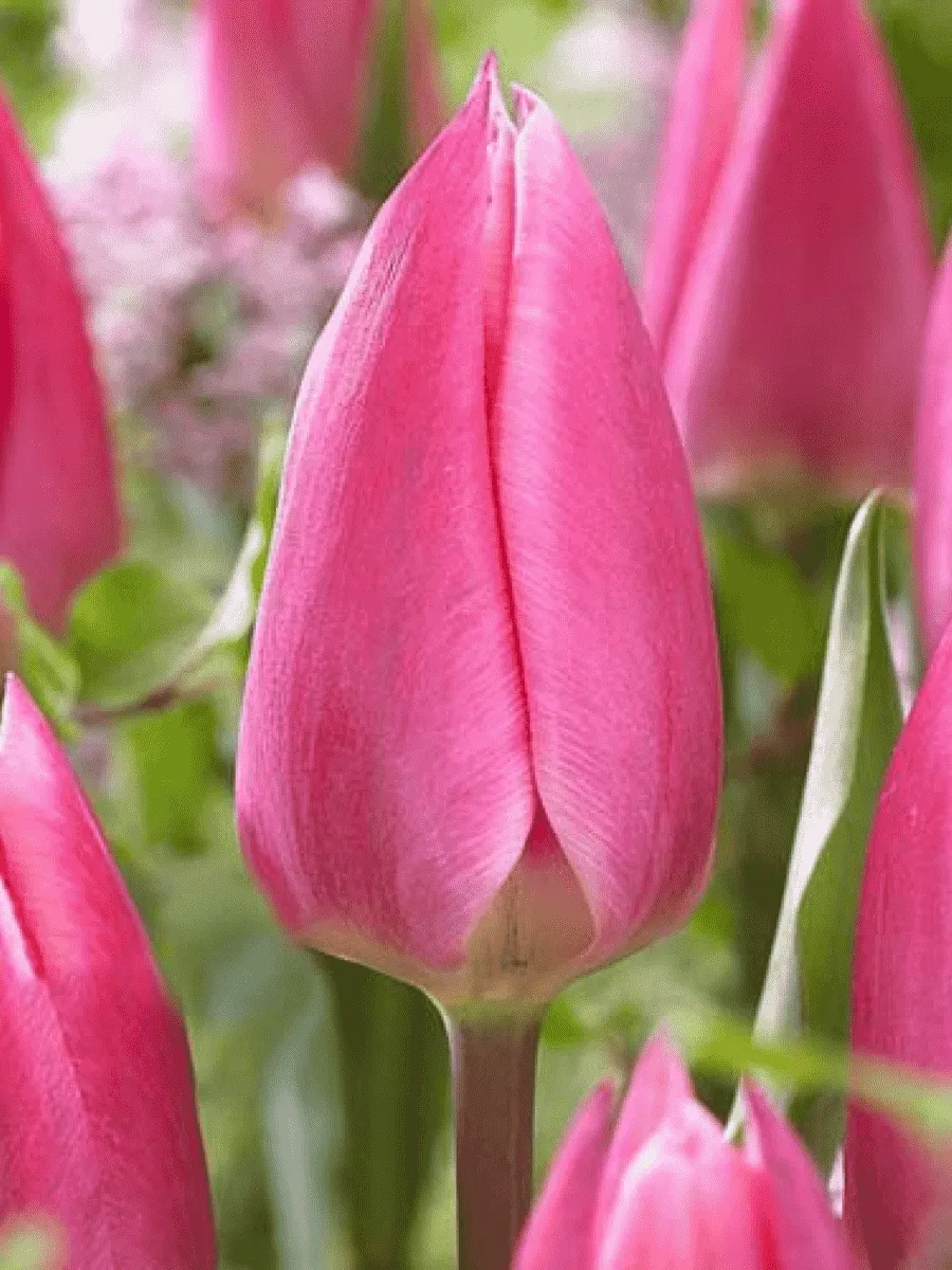 Тюльпан триумф Pink Surprise