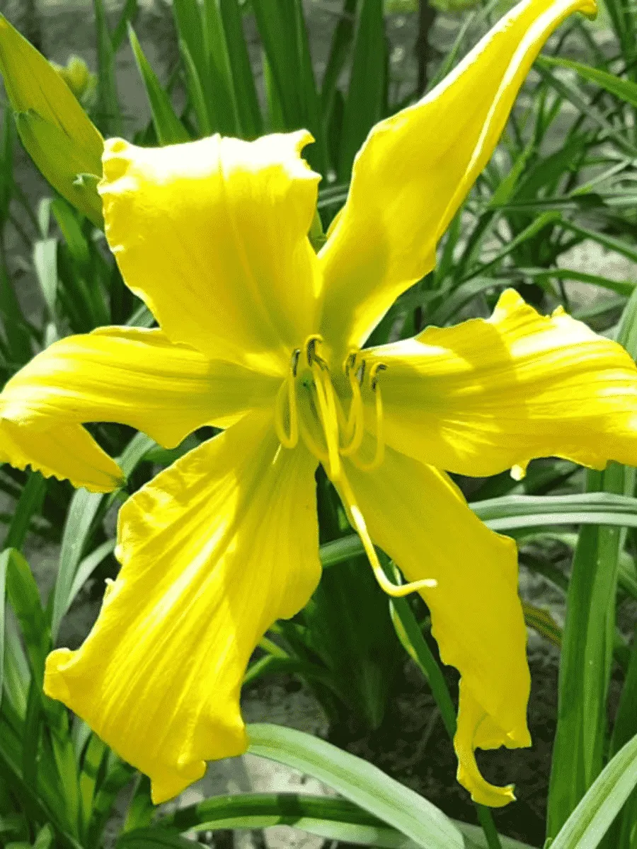 Лилейник Ben Bachman