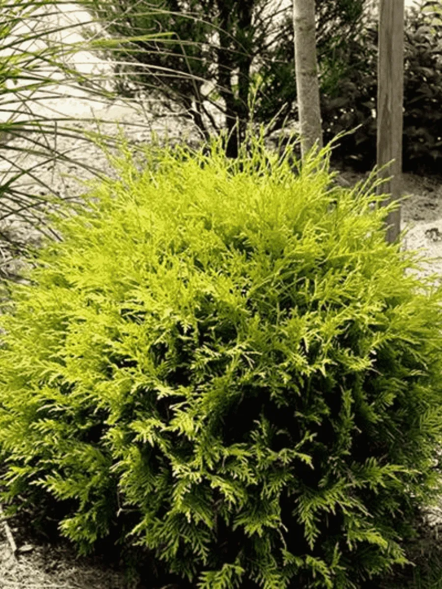 Туя западная Green Globe Туя западная Green Globe