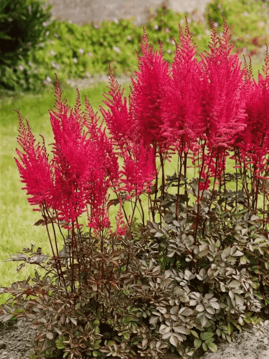 Астильба гибридная Mighty Chocolate Cherry