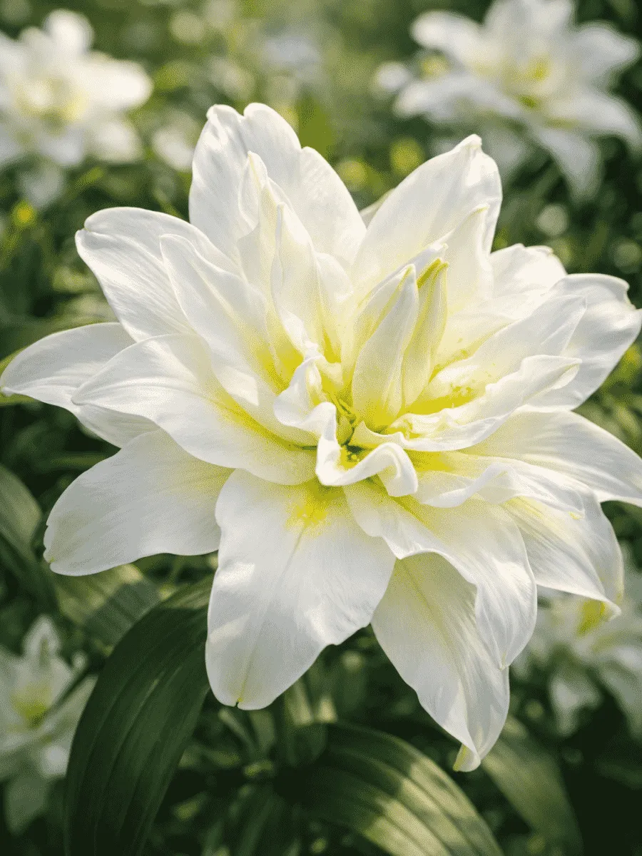 Лилия Roselily Irvana