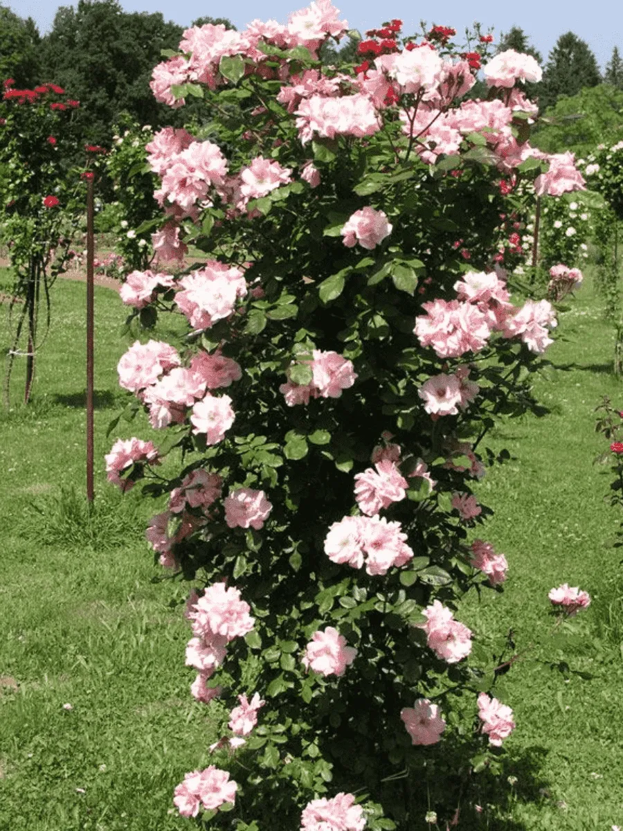 Роза Плетистая Clair Matin