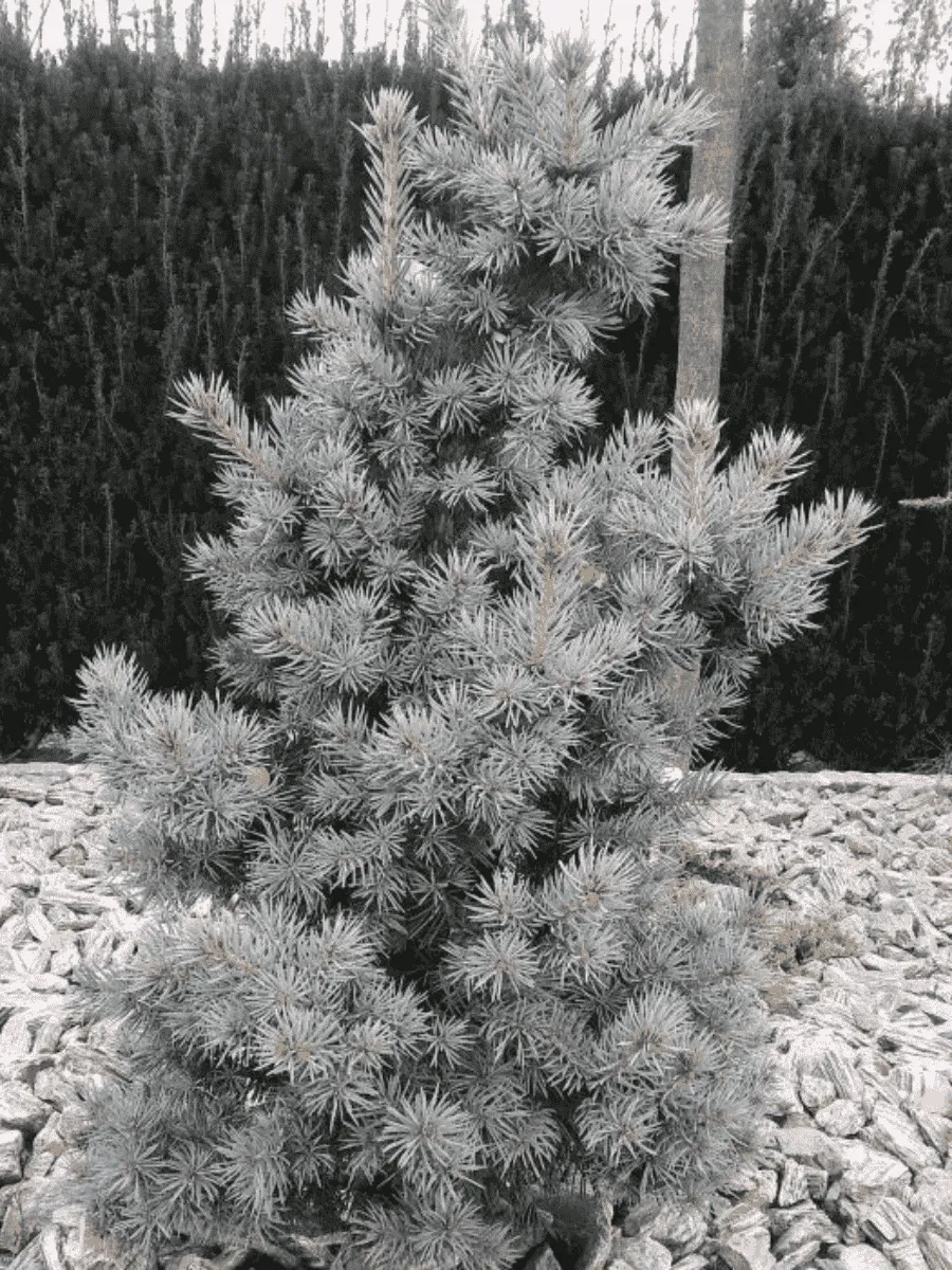 Ель колючая Mecky Ель колючая Mecky