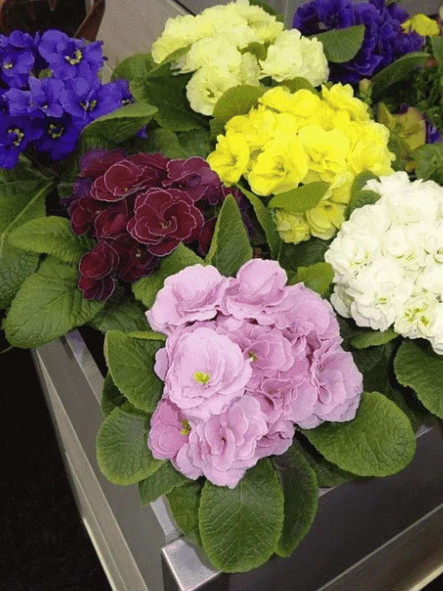 Примула махровая Hethor Petticoat Mix