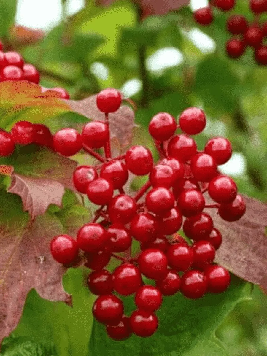 Калина съедобная Красный коралл