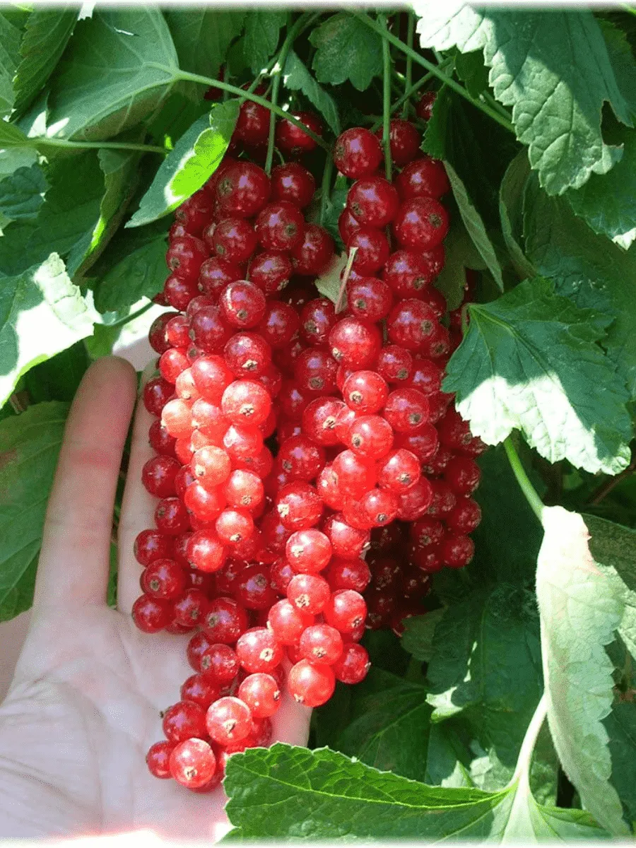 Смородина  Jonkheer Van Tets Смородина  Jonkheer Van Tets