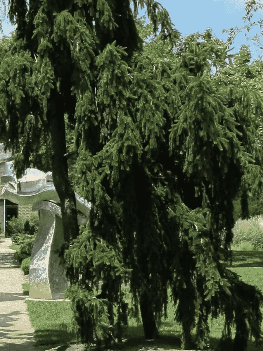 Ель обыкновенная Pendula Major