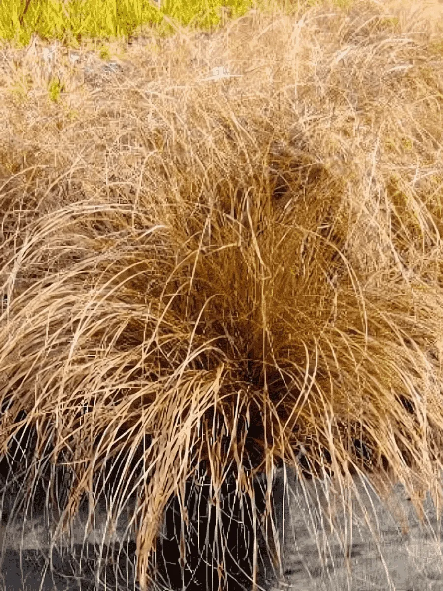 Осока власовидная Bronsita