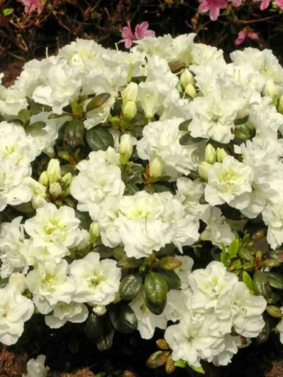 Азалия японская Schneeperle Азалия японская Schneeperle