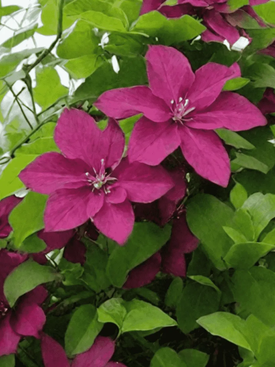 Клематис гибридный Perida Клематис гибридный Perida